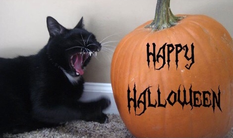 Black Cats On Halloween - A Trick Or Treat?