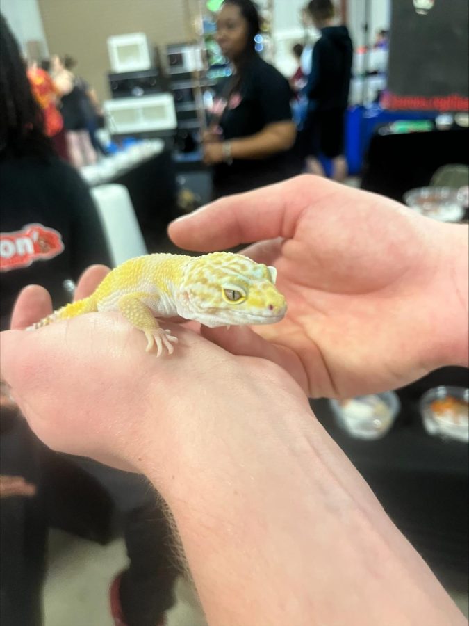 Reptile Convention Attracts Thousands