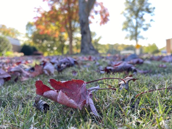 Falling leaves are a sign that influenza will soon be spreading 