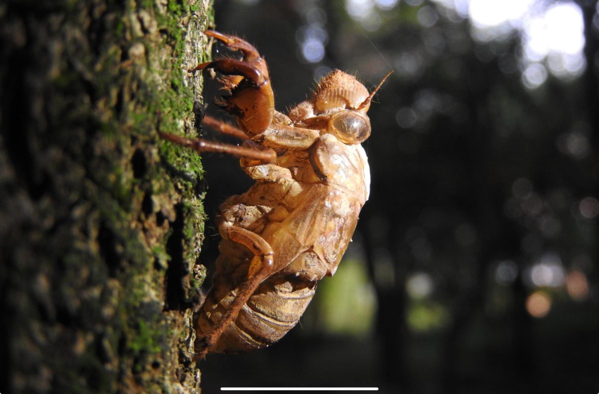 The exoskeleton of a cicada.
Courtesy of Shutterstock. 