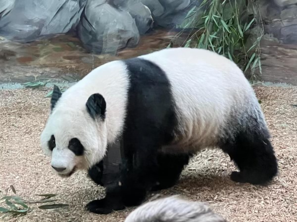 The giant pandas are set to go back to China in mid-October.