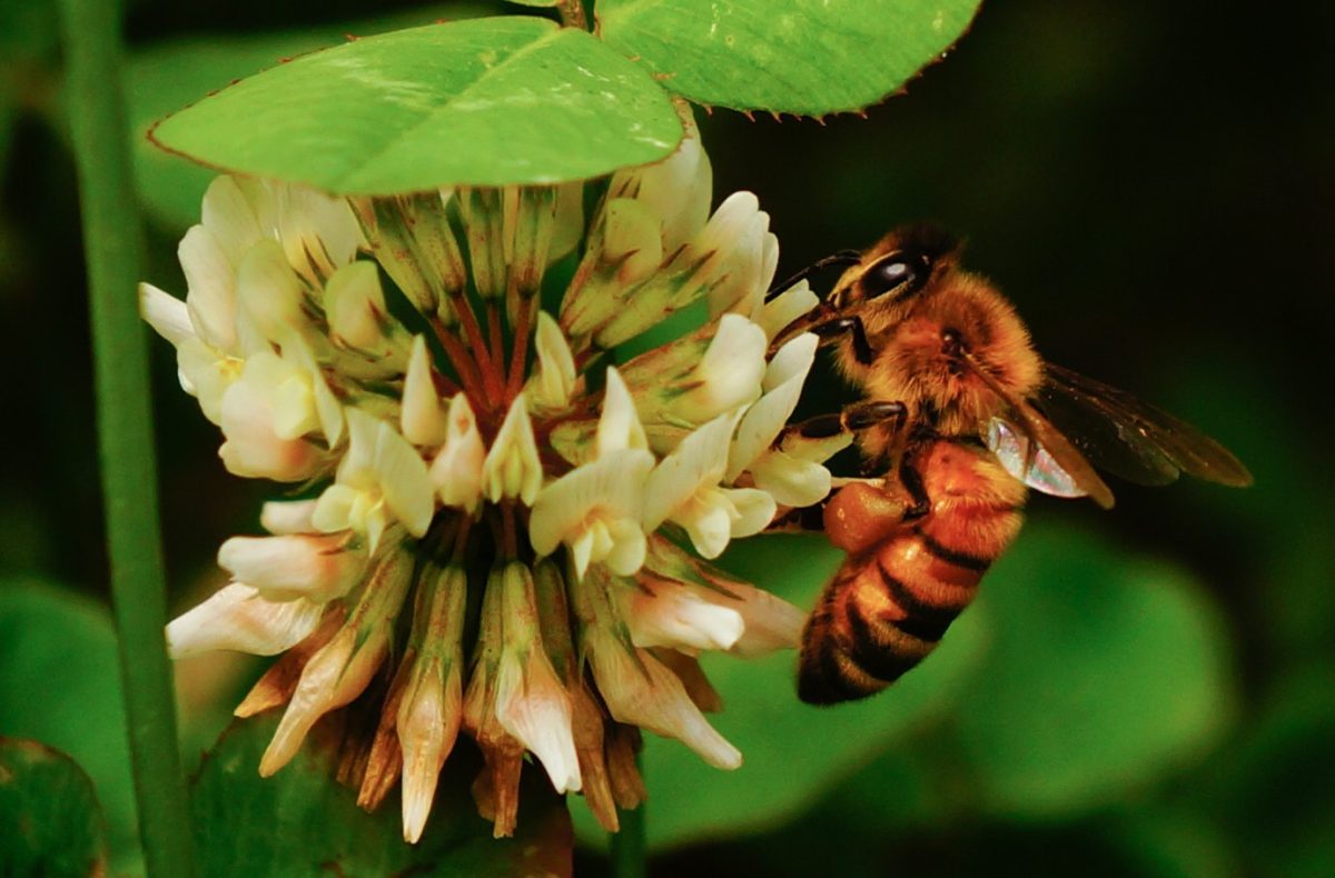 Critters and Blooms: A New Appalachian Studies Center Program Brings Nature Awareness to Campus