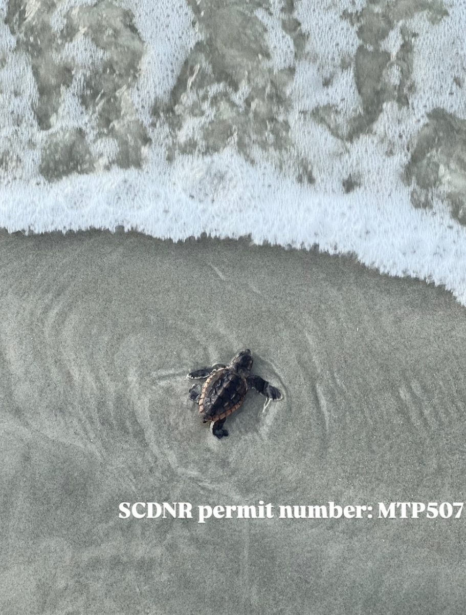 Loggerhead turtle hatchling makes its way to the ocean. 