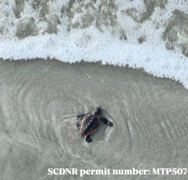 Loggerhead turtle hatchling makes its way to the ocean. 
