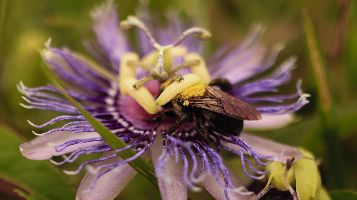 Many campus gardens are specifically designed to attract pollinators, say Senior Lecturer of Biology Susan Brantley and Assistant Professor of Biology Chris Leaphart.