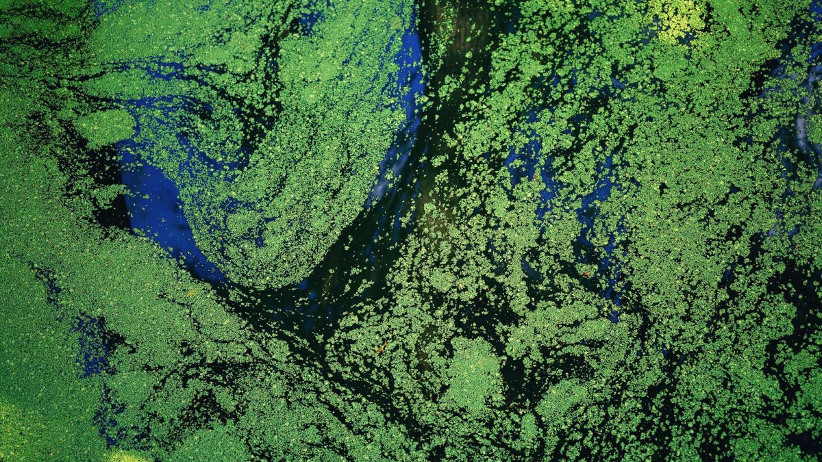 Blue-green algae releases MIB, the organic compound that causes the taste and odor.